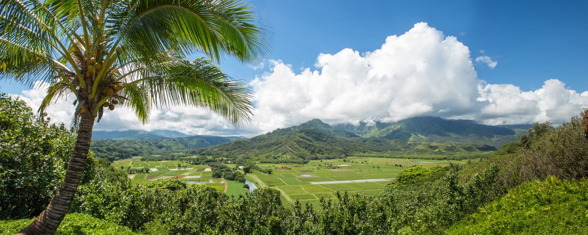 Hanalei Taro Fields