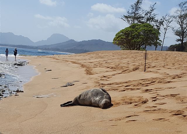 Monk Seal at the Beach