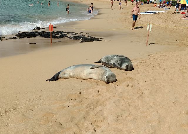 Hawaiian Monk Seal at Poipu Beach