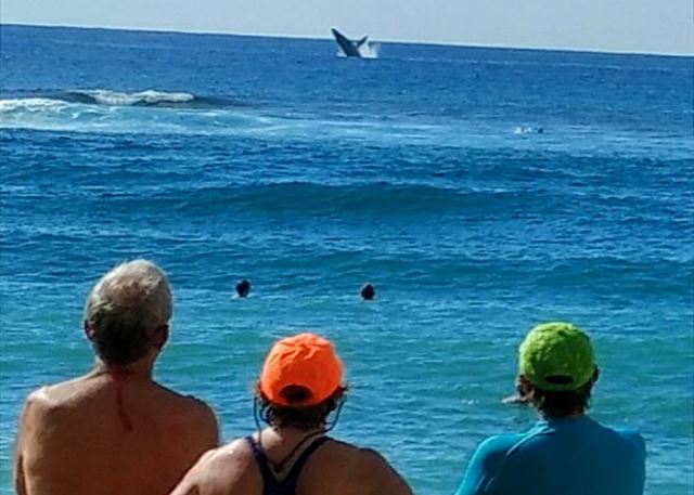 Poipu Whale Watching