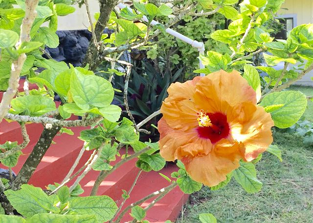 Hibiscus at the Hibiscus Hula Cottage
