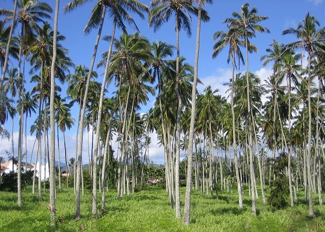Your next door neighbors to the south is a grove of coconut trees.