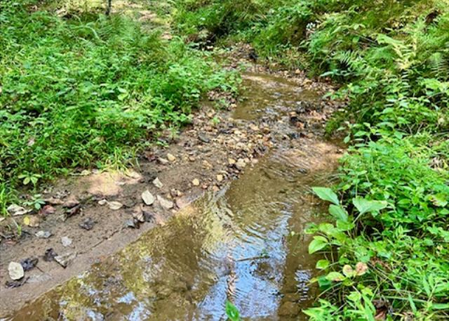 Welcome to Lazy Creek