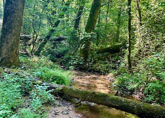 The Winding Lazy Creek