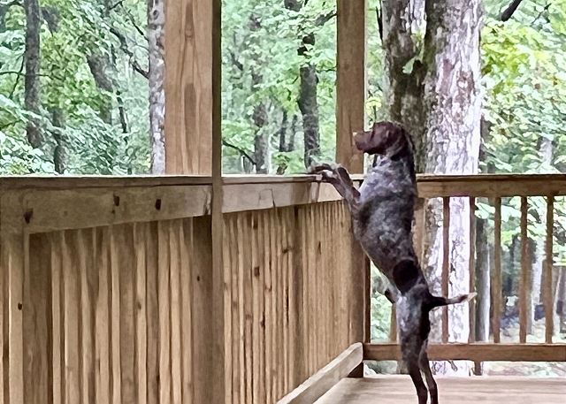 Your pet will love the action off the deck