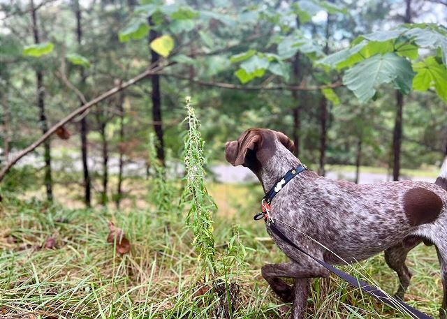 Burn off lunch with an adventurous walk around the grounds