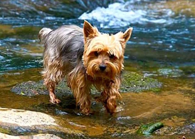 Amy's Creek 2 | Photo 28