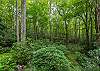 3 acre property to explore!