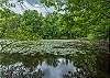 Beautiful lily pads on nearby Lake Logan