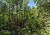 Beautiful woodland walking paths along the creek