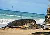 A sea turtle (Honu) taking a breather on the beach while a kite surfer blazes the waves offshore