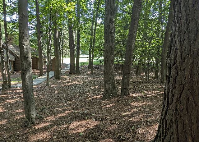 Woods near screen porch