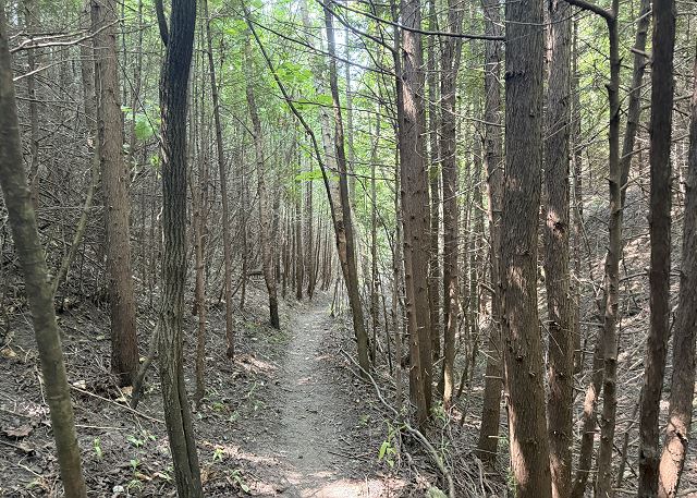 Path to water