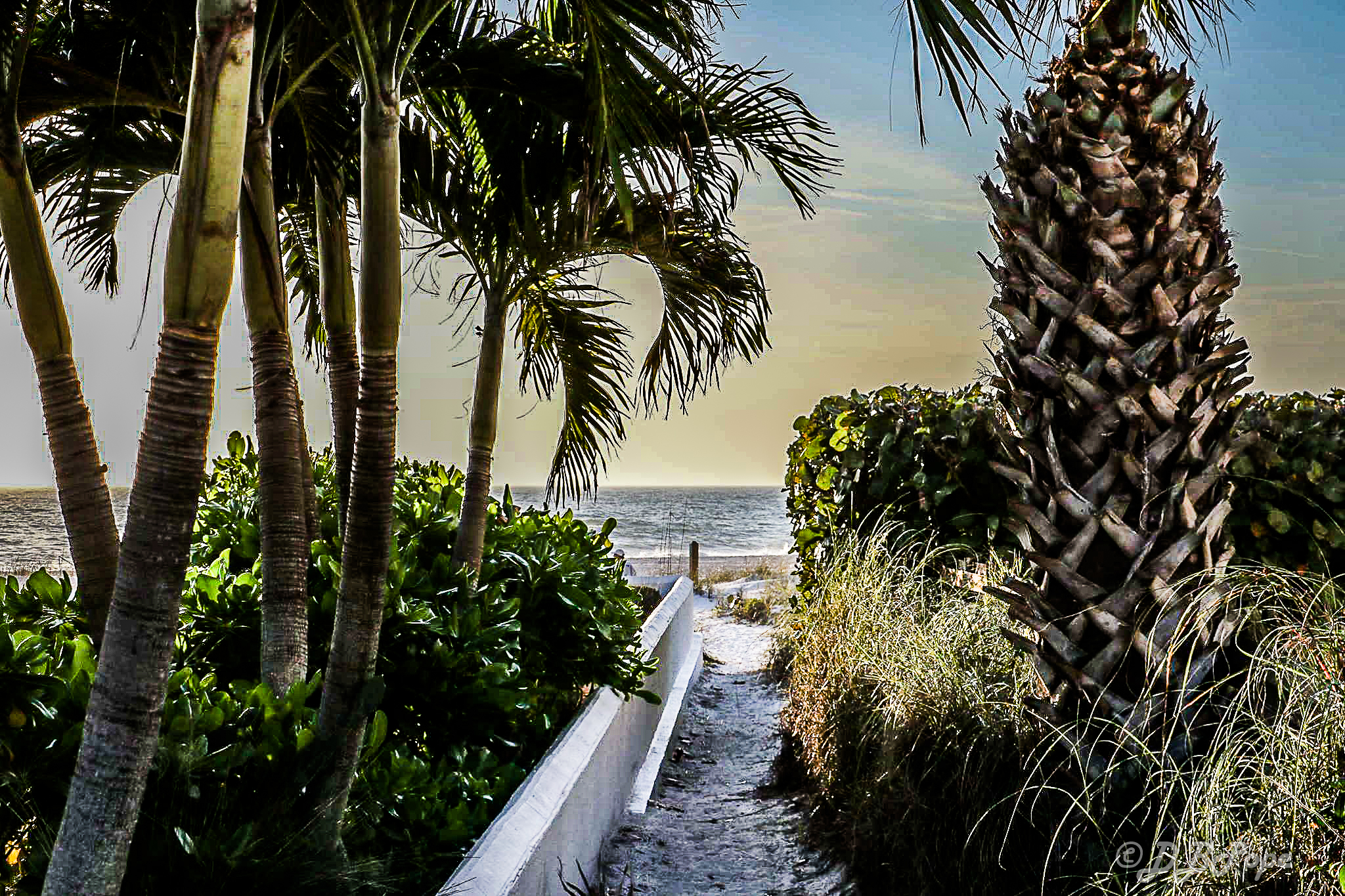 Peace 'n Paradise