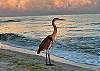 Wildlife on the Gulf Coast