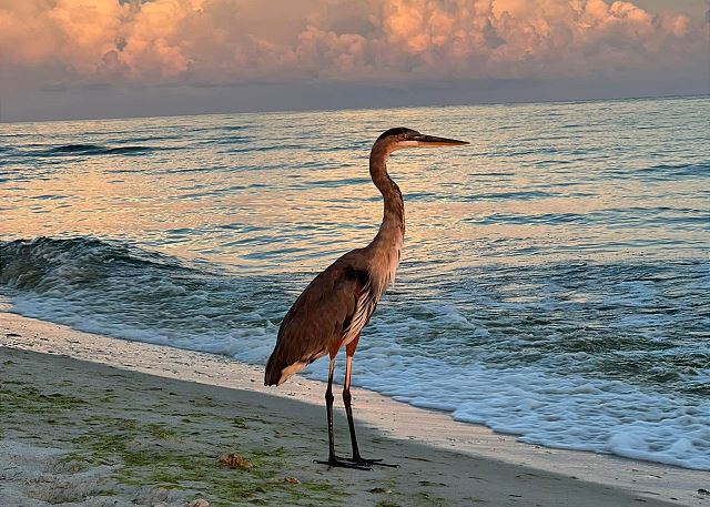 Beautiful Gulf Coast Nature