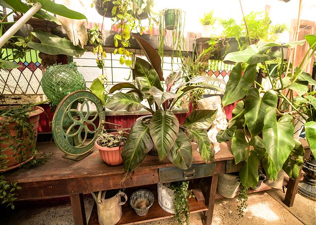 Rainforest Canopy Apartment - 3 Bedrooms