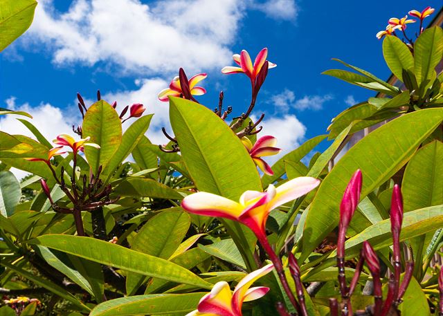 Poipu Plantation Hibiscus 110