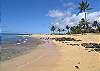 Poipu Plantation Norfolk Pine 120