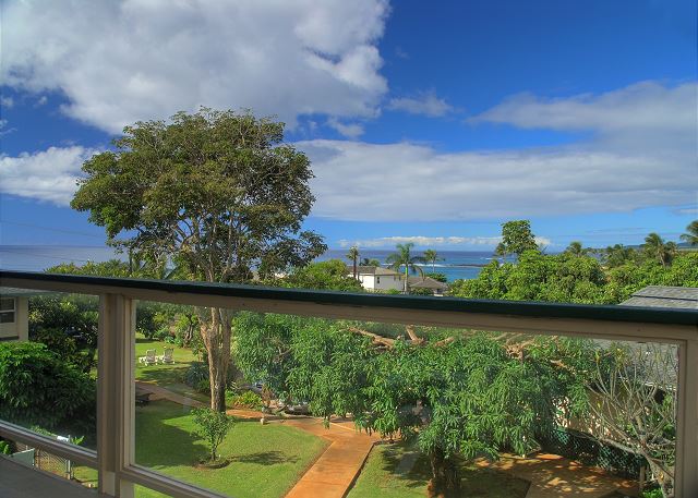 Poipu Plantation Norfolk Pine 100
