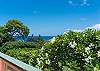 Poipu Plantation Plumeria 180