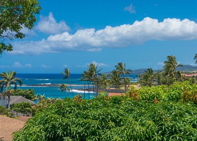Poipu Plantation Plumeria 150