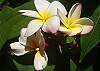 Poipu Plantation Plumeria 40