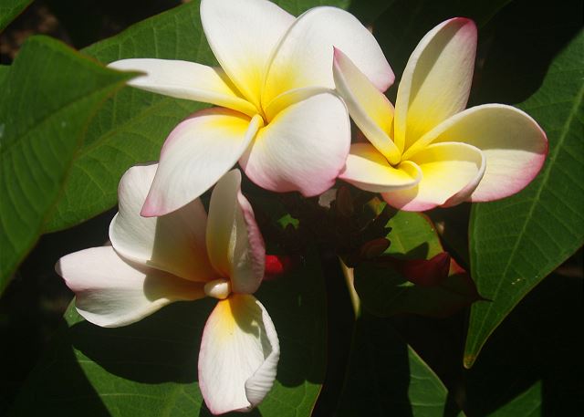 Poipu Plantation Plumeria 40