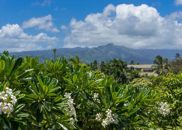 Poipu Plantation Plumeria 170