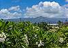 Poipu Plantation Plumeria 170