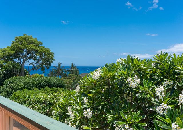Poipu Plantation Plumeria 180