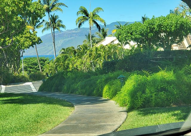 Maui Kamaole #M-203