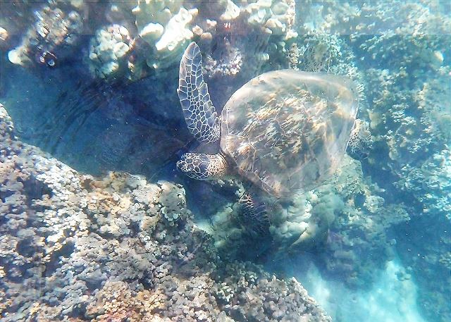 Maui Kamaole #K-209