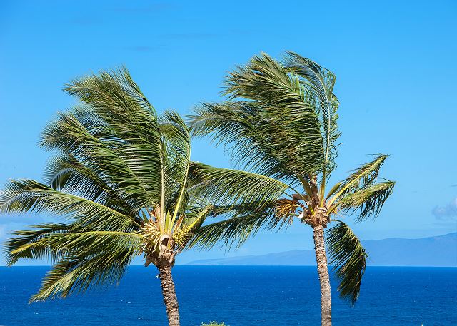 Maui Kamaole #L-202