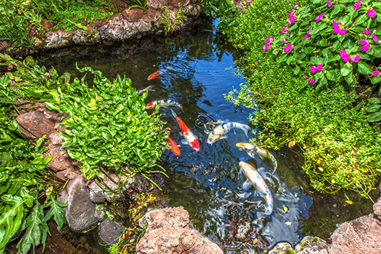 Koi Pond