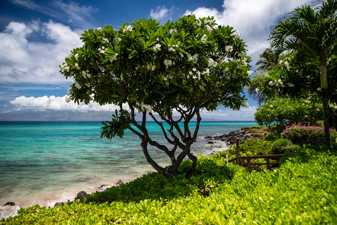 Kuleana Resort 401 | Photo 22