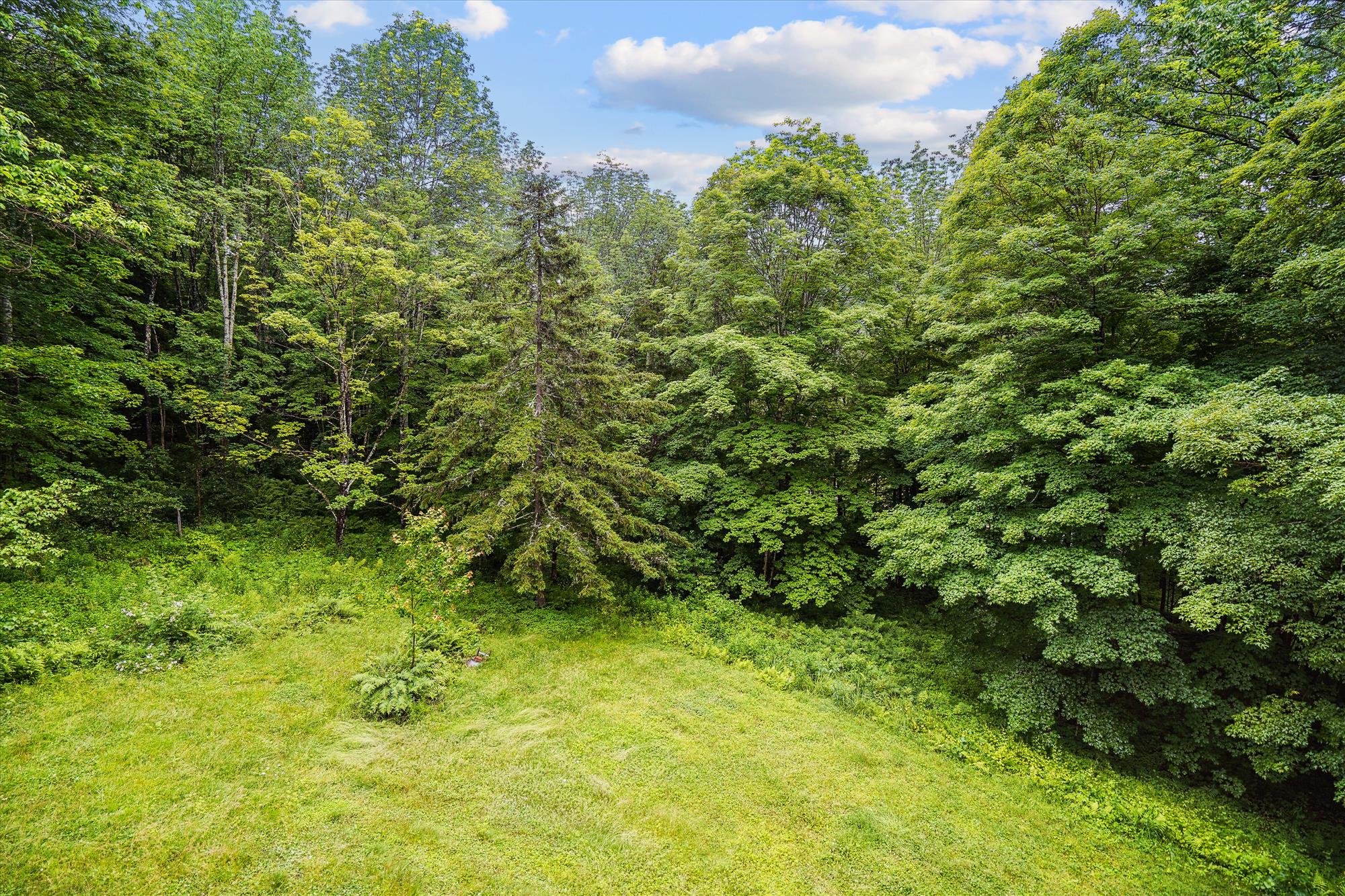 Woodland Views