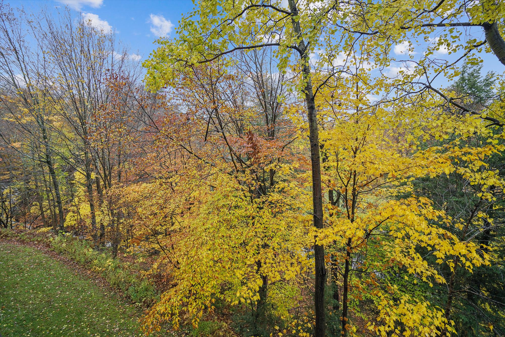 Peaceful Woodland Views