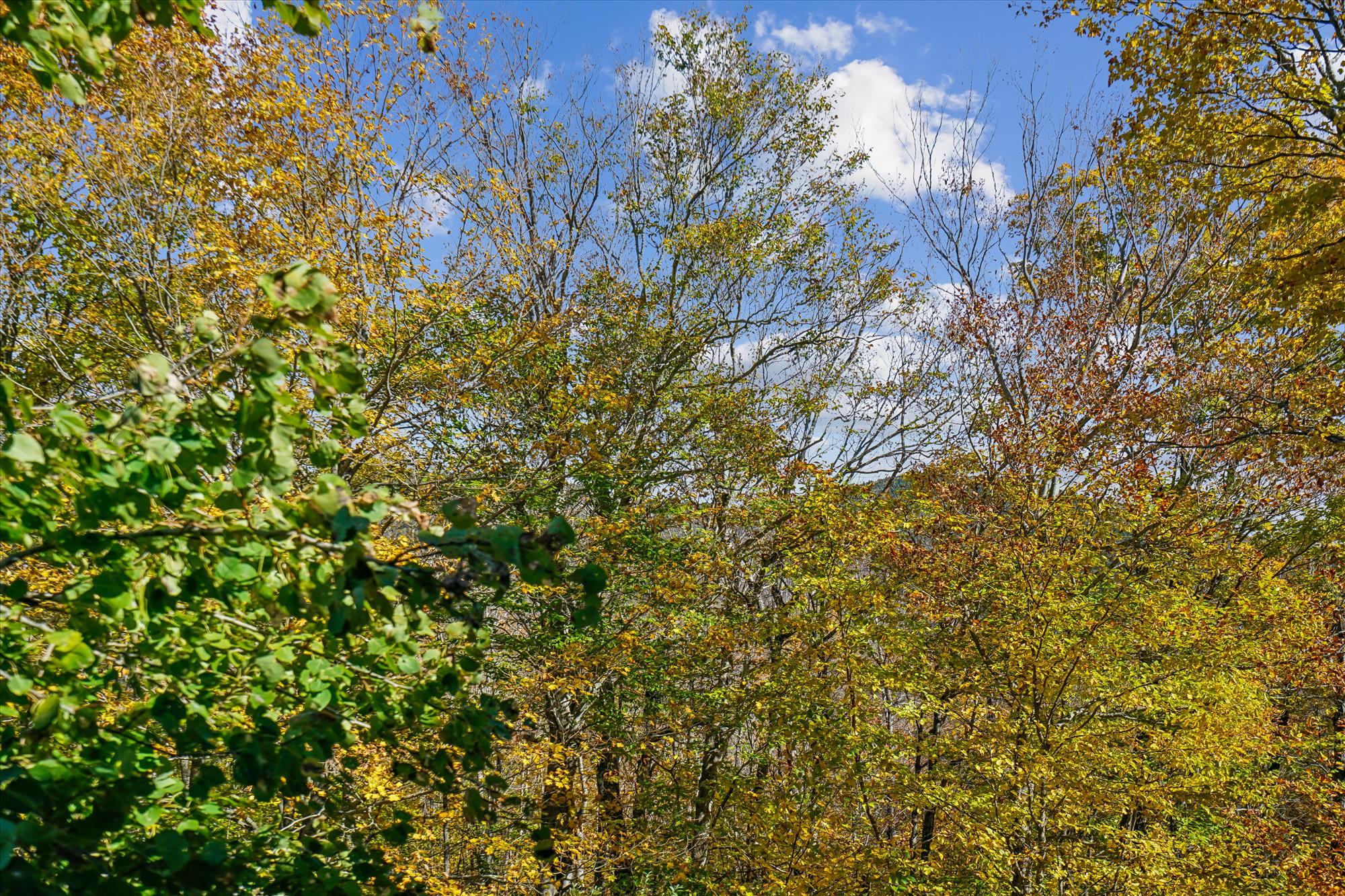 Wooded Surroundings