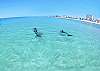 Watch Dolphins From Your Balcony!