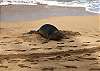 : Monk Seals, one of the most endangered marine mammals in the
world, love Lokelani’s beach.