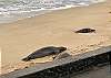 : A Monk Seal with two Turtles on Lokelani’s beach.