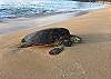 A Turtle on Lokelani’s beach which are present year round.