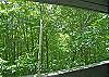 Wooded summer view from deck.