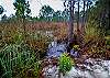 Natural habitats of The Rookery III development is one of the most appealing features. Be cautious when walking through the lush, natural landscape