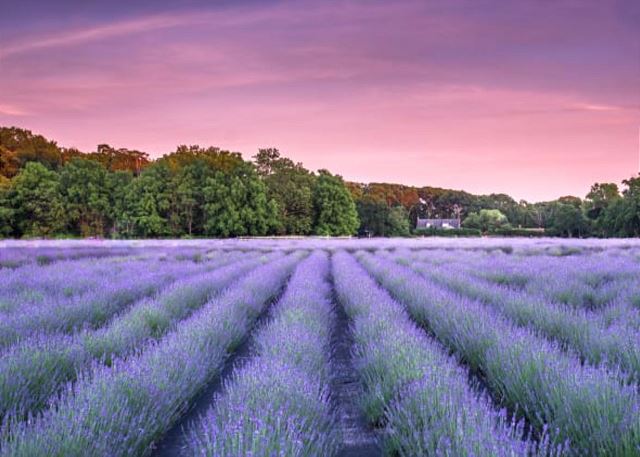 Cottage Fields of Lavender: Near Beach
