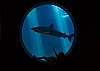 Maalaea Harbor has a great aquarium!  Check it out! 