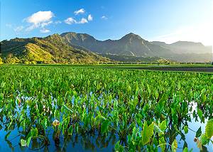 Discover fields of taro ("kalo” in Hawaiian) located in Hanalei.