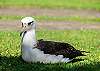 The Laysan albatross sometimes found nesting at Keoniana Kai