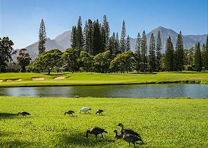 Lush tropical landscape, Nene Geese and more 